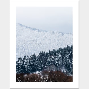 Forest in Winter - Conifer Trees Covered with Snow Posters and Art